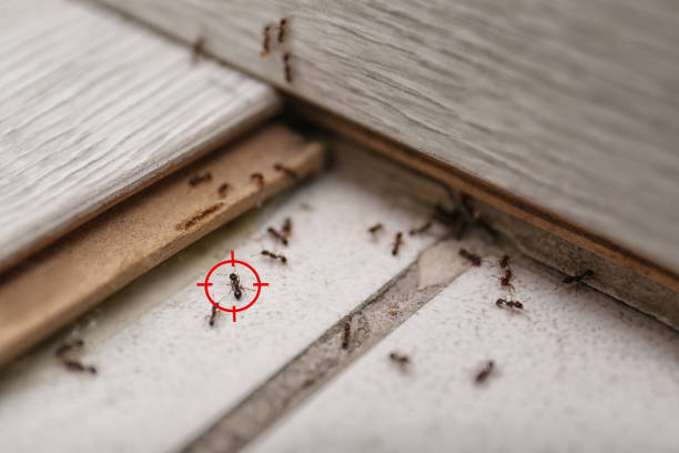 Best Affordable Pest Control Services  in Sand Lake, MI