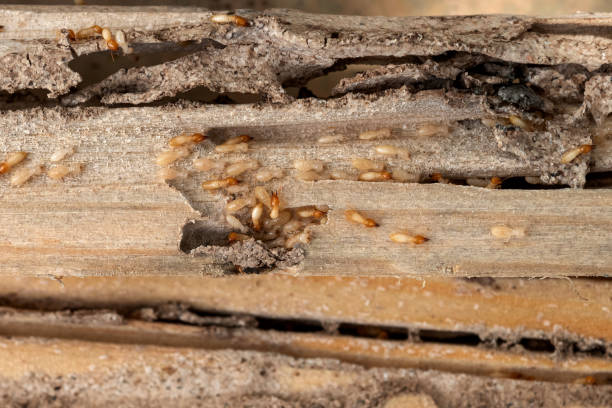 Best Exterminator Services  in Sand Lake, MI