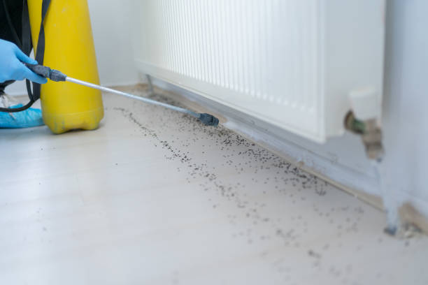 Best Flea Control Services  in Sand Lake, MI